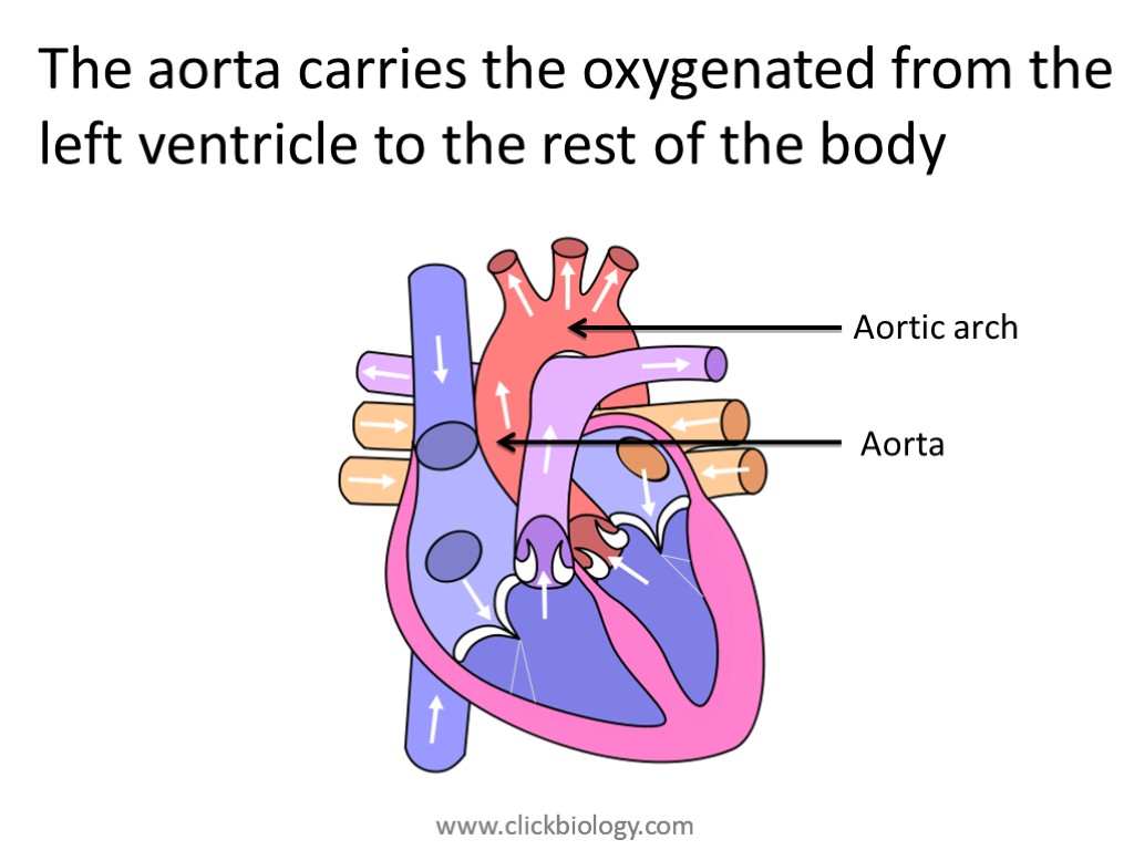 The aorta carries the oxygenated from the left ventricle to the rest of the
